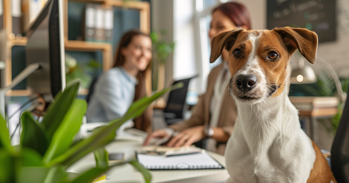 office dog